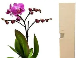 Саджанець Agro-Market Орхідея Міні (Phalaenopsis) Tiger (50634) 1 шт. в упаковці (кімнатний) - мініатюра 2