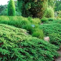 Ялівець звичайний 3-річний "Green Carpet" С3 висота 30-40см (188120) 1 саджанець