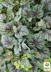 Саджанець Agro-Market Гейхера (Heuchera) Venus (49878) - мініатюра 3