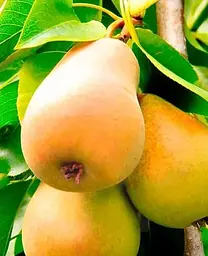 Саджанець Agro-Market Груша Талгарська красуня (осінній сорт, середній термін дозрівання) (15813) 1 шт. в упаковці - мініатюра 2