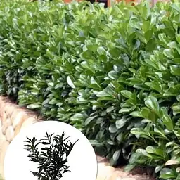 Лавровишня декоративна Agro-Market Otto Supreme вазон С4 (185105) 1 саджанець в упаковці Нідерланди - мініатюра 2