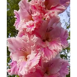 Цибулина Agro-Market Гладіолус Soft Innocence (184721) 3 шт - мініатюра 2