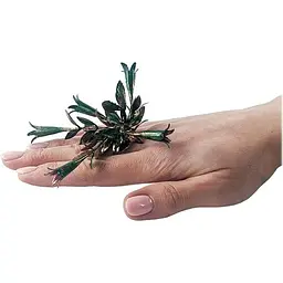 Каблучка Queen Flora