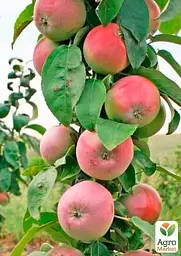 Саджанець Agro-Market Яблуня колоновидна Обеліск (великоплідний, зимовий сорт, пізній термін дозрівання) 1 шт. в упаковці (61883) - мініатюра 2