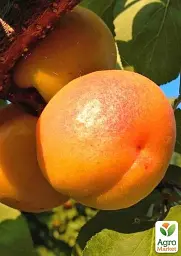 Саджанець Agro-Market Абрикос Петропавлівський (літній сорт, пізній термін дозрівання) 1 шт. в упаковці (39867) - мініатюра 2