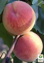 Саджанець Agro-Market Персик Київський ранній (літній сорт, середній термін дозрівання) 1 шт. в упаковці (21370) - мініатюра 2