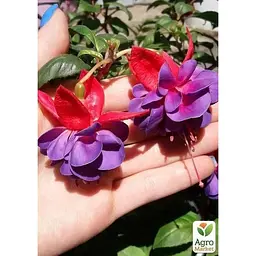 Саджанець Agro-Market Фуксія кущова Gillian (контейнер № 10 висота 5-10 см) (49262) 1 шт. в упаковці - мініатюра 2