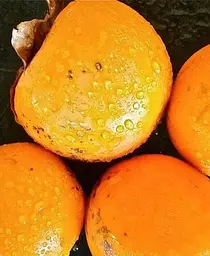 Саджанець Agro-Market Хурма на віргінській морозостійкій підщепі Гора Говерла вищий сорт! (26244) 1 шт. в упаковці - мініатюра 8