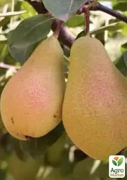 Саджанець Agro-Market Груша Львівський сувенір (зимовий сорт, пізній термін дозрівання) 1 шт. в упаковці (25921) - мініатюра 2