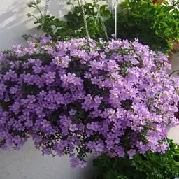 Бакопа ампельна Gulliver Pink Agro-Market 1 саджанець в упаковці (52246) - мініатюра 2