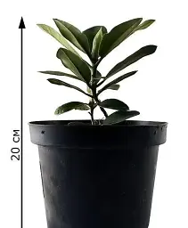 Рододендрон Agro-Market Calsap білий 1 саджанець в упаковці (25714) - мініатюра 2