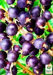 Саджанець Agro-Market Йошта гібрид смородини-Аґрусу Бонн (ранній термін дозрівання) 1 шт. в пакуванні (36901) - мініатюра 2