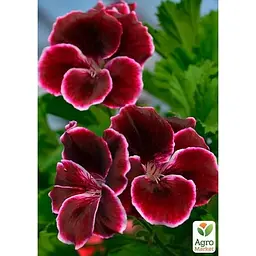 Саджанець Agro-Market Пеларгонія Королівська Novita Classic Plum (176670) 1 шт. в упаковці - мініатюра 3