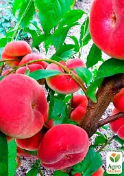 Саджанець Agro-Market Інжирний персик Сатурн (літній сорт, середній термін дозрівання) 1 шт. в упаковці (25783) - мініатюра 2