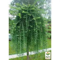Саджанець Agro-Market Модрина японська на штамбі 3-х річна Stiff Weeper (С1,5 висота штамба 40-50см) (176357) - мініатюра 2