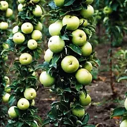Саджанець Agro-Market Яблуня колоновидна Малюха (літній сорт, ранній термін дозрівання) (46269) 1 шт. в упаковці - мініатюра 2
