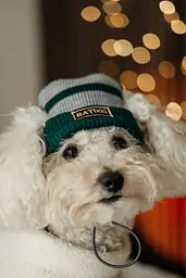 Шапка для собак Hat-Dog Слизерин (L) - мініатюра 5