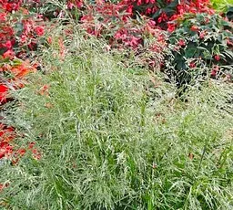 Саджанець Agro-Market Дешампсія Tardiflora вазон С2, висота 20-40 см (153290) 1 шт. в упаковці - мініатюра 2