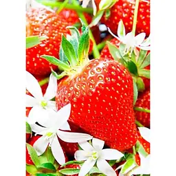 Саджанець Agro-Market Полуниця Референта (Referent) 5шт (ремонтантний, один з кращих сортів) (25728) - мініатюра 3
