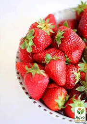 Саджанець Agro-Market Полуниця яскраво-червона Солодка шоколадка (Sweet chocolate) (американська селекція, преміальний ремонтантний сорт) 5 шт. в пакуванні (44699) - мініатюра 3