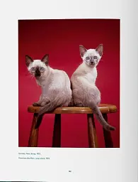 Walter Chandoha. Cats. Photographs 1942-2018 - мініатюра 7