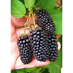 Саджанець Agro-Market Ожина рання великоплідна Карака Блек (Karaka Black®) 1 шт. в упаковці (24082) - мініатюра 2