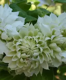 Клематис Agro-Market Yukiokoshi повторноквітучий сорт 1 саджанець в упаковці (15957) - мініатюра 2