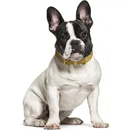 Нашийник для собак BronzeDog Barksi Classic Море шкіряний одинарний з золотим тисненням M 28-36х1.7 см гірчичний - мініатюра 4