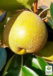 Саджанець Agro-Market Азіатська груша Міленіум (красива бронзова шкірка, суперсоковий сорт) 1 шт. в упаковці (175140) - мініатюра 2