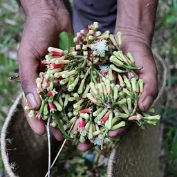 Гвоздика Terre Exotique із Софіфі в Індонезії 50 г - мініатюра 4