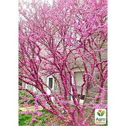 Саджанець Agro-Market Церцис Канадський (багрянник) (48898) - мініатюра 2