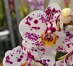 Саджанець Agro-Market Орхідея (Phalaenopsis) Leo (50229) 1 шт. в упаковці (кімнатний) - мініатюра 2