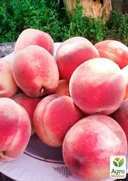 Саджанець Agro-Market Персик Ерлі ред (літній сорт, ранній термін дозрівання) 1 шт. в упаковці (35992) - мініатюра 3