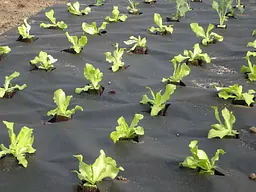 Агроволокно Agreen чорне щільність 50 (1,6 х10 м) - мініатюра 2