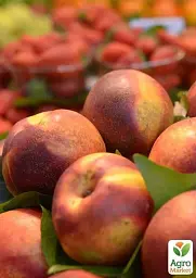 Саджанець Agro-Market Персик Ерлі Хрест (літній сорт, дуже ранній термін дозрівання) 1 шт. в упаковці (25788) - мініатюра 3