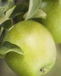 Саджанець Agro-Market Яблуня Ренет Кубанський (зимовий сорт, пізній термін дозрівання) (35437) 1 шт. в упаковці - мініатюра 2