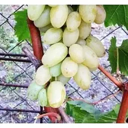 Саджанець Agro-Market Виноград Сторіччя (кишмиш, середньо-ранній термін дозрівання, грона солідні вагою до 1500г) 1 шт. в упаковці (36291) - мініатюра 4