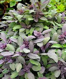 Шавлія Purpurea Agro-Market 1 саджанець в упаковці (51757)  - мініатюра 2