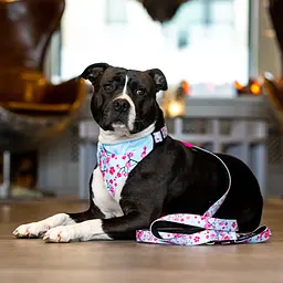 Бандана для собак Max & Molly Bandana Cherry Bloom на нашийник з принтом Вишневе цвітіння S - мініатюра 3