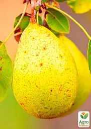 Саджанець Agro-Market Груша Дюшес літній (літній сорт, ранній термін дозрівання) 1 шт. в упаковці (46260) - мініатюра 2