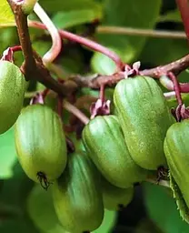 Саджанець Agro-Market Актинідія Коломікта (міні-ківі, морозостійкий сорт, пізній термін дозрівання) (44814) 1 шт. в упаковці - мініатюра 2