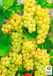 Саджанець Agro-Market Виноград Блондинка (ранній, соковитий, солодкий мускат) 1 шт. в пакуванні (63720) - мініатюра 2