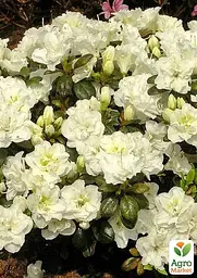 Саджанець Agro-Market Азалія Японська Снігова перлина (Azalea japonica Schneererlе) (181747) - мініатюра 2