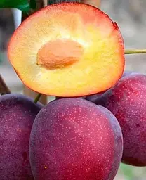 Саджанець Agro-Market Слива Ренклод Карбишева (літній сорт, ранній термін дозрівання) (25932) 1 шт. в упаковці - мініатюра 2