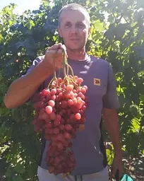 Саджанець Agro-Market Виноград Велес (кишмиш, ранній термін дозрівання, грона дуже великі, вагою до 1500 г) 1 шт. в пакуванні (19805) - мініатюра 3