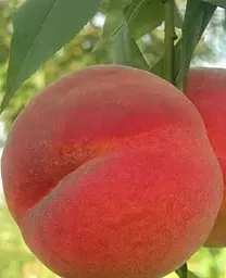Саджанець Agro-Market Персик Соковитий (літній сорт, середній термін дозрівання) (25752) 1 шт. в упаковці - мініатюра 2