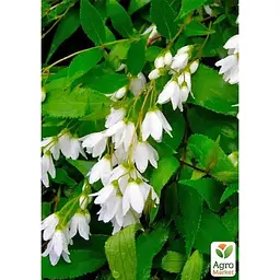 Саджанець Agro-Market Дейція витончена Nikko (177160) 1 шт. в упаковці - мініатюра 3