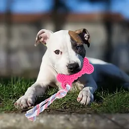 Жувальна іграшка-кістка з канатом для собак Derby Bone Shaped Dog Chew Toy - мініатюра 2