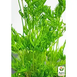 Птеріс вічнозелений Agro-Market Straminea 30-40 см (179058) 1 саджанець в упаковці кімнатний - мініатюра 4