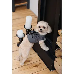 Аксесуар для собак Pet Fashion Spider XS-XXS  - мініатюра 5